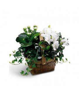 White Assortment Basket